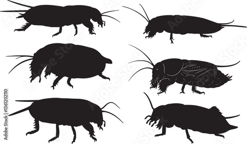 Mole Cricket Silhouette on White Background