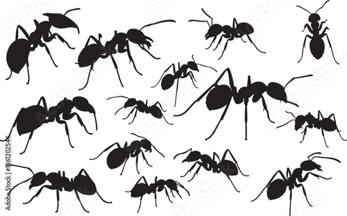 set of ants