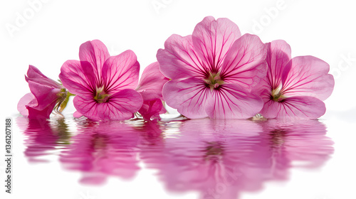 Pink Flowers Reflecting on Water