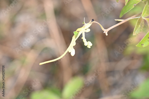 Cuscuta or Dodder flower. It is a genus of over species of yellow, orange or red parasitic plants. Its identified by its thin stems appearing leafless, with the leaves reduced to minute scales.Amarbel