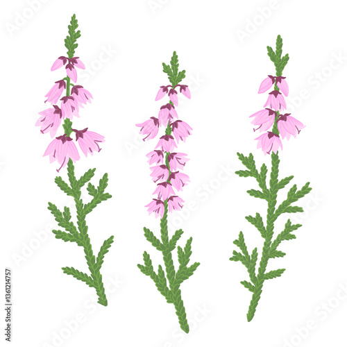 heather flowers, Calluna vulgaris, vector drawing wild plants at white background, floral elements, hand drawn botanical illustration