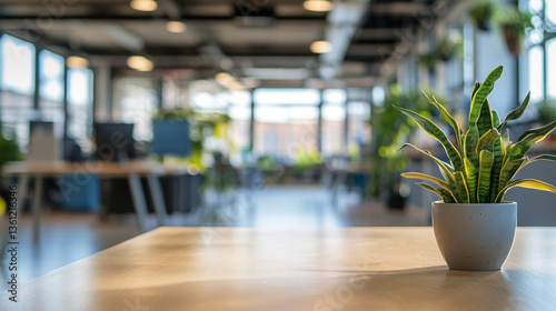 Close up of snake plant in a pot on a desk with blurred office background during daytime setting indoors
