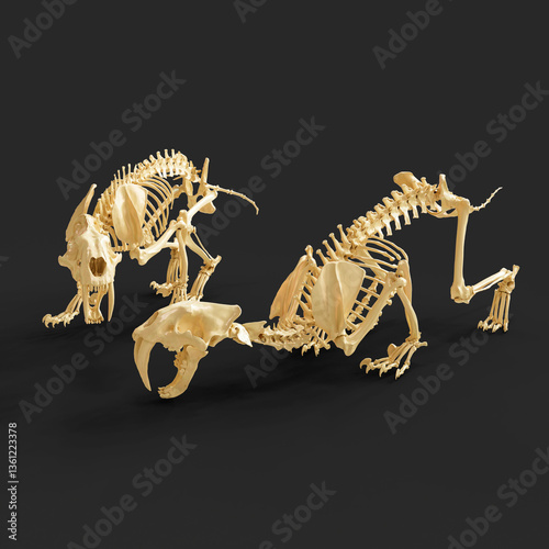 Smilodon Pair Skeleton Display in Museum