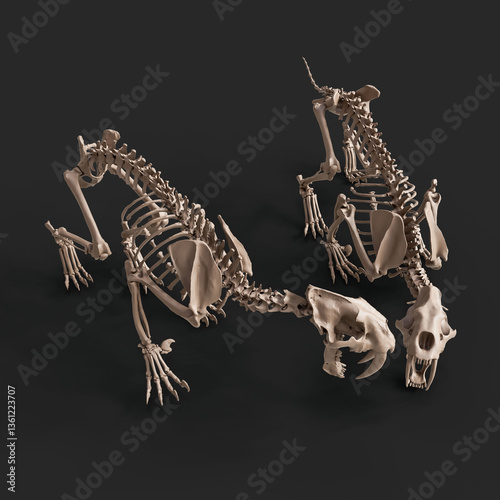 Twin Smilodon Skeletons Facing Each Other