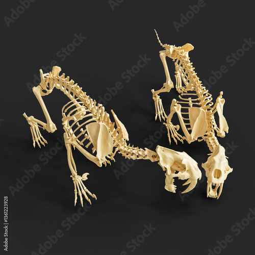 Ancient Sabretooth Tigers – Skeleton Pair