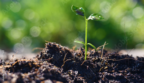 green sprout in the ground