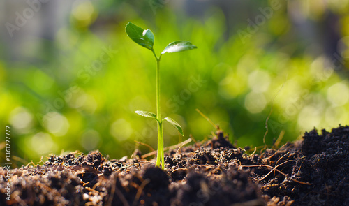 green sprout in the ground
