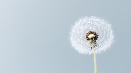Tableau sur aluminium  minimalistic stock photo of single dandelion seed floating in air against bright neutral background  © Andrei