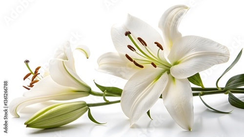 Elegant White Lily with Open Petals, Isolated on a White Background, representing purity, peace, and elegance, Professional Flower Photography