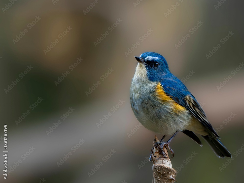 Obraz premium 森の木陰で周りを見渡しているルリビタキの雄