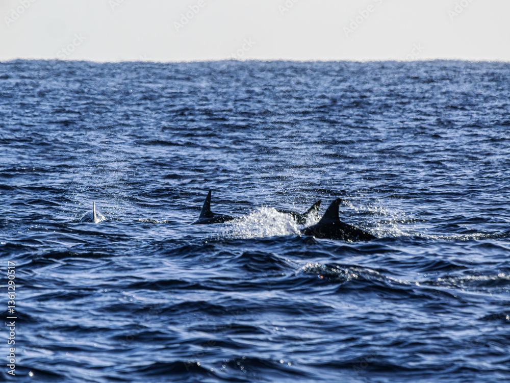 Fototapeta premium Feeding Dolphins Throw Spray About