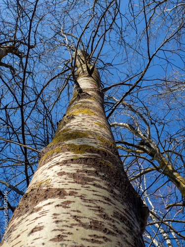 Populus tremula, aspen tree, European aspen or quaking aspen tree. Close-up of an aspen tree trunk. Looking up an Aspen. Deciduous forest. Environment and ecology