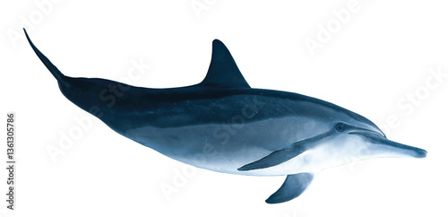 Spinner dolphin art in white background