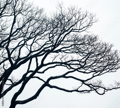 Black Silhouette of Leafless Tree Branches Against White Sky