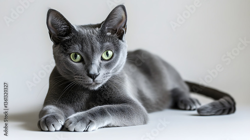 Russian blue  cat on white background 