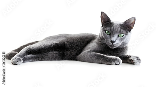 Russian blue  cat on white background 