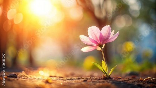A Delicate Pink Flower Emerging at Sunrise, a Symbol of Resilience and New Beginnings in a Serene Natural Setting