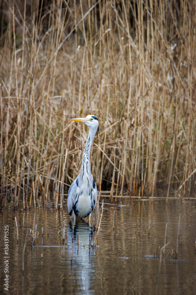 a heron stands in the water and waits for prey