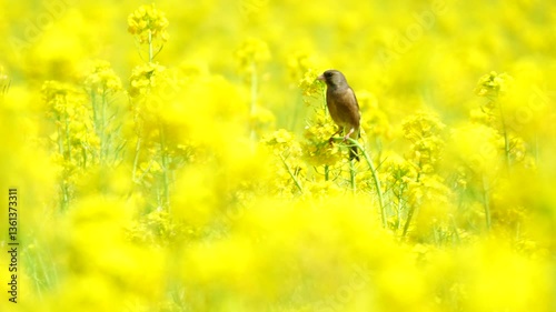 菜の花畑から飛び立つ野鳥