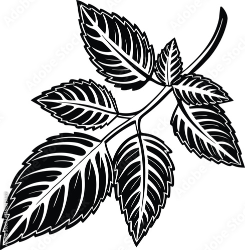 a-silhouette-of-a-thai-basil-leaf-with-veins-detai