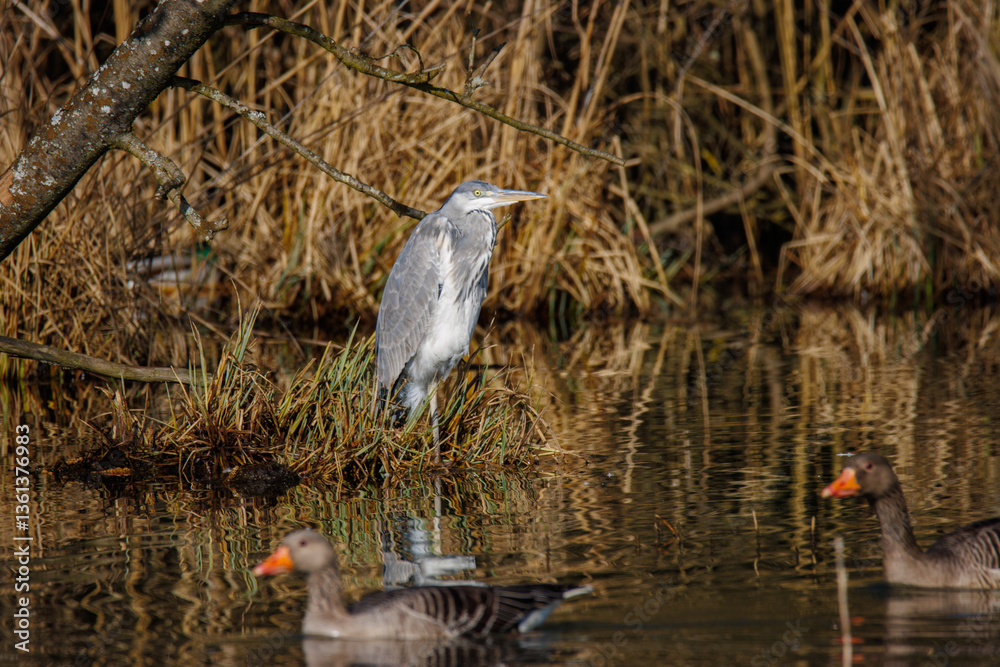 a heron stands in the water and waits for prey