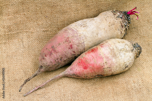 Fotografia Two large fodder beets against the background of burlap