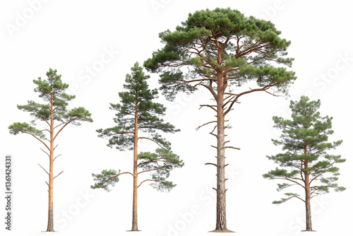 set of pinus sylvestris scotch pine spruce big tal isolated on white background, PNG.