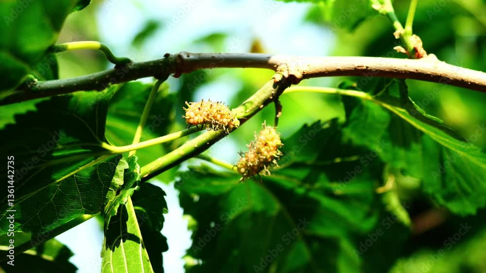 Red color Mulberry fruit and blossom flower that will become ripe berry on tree plant with natural green background Red color Mulberry fruit and blossom flower that will become ripe berry on tree plant with natural green background
