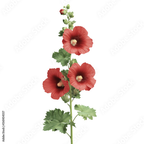 Red hollyhock flowers on a transparent background nature floral arrangement garden close-up