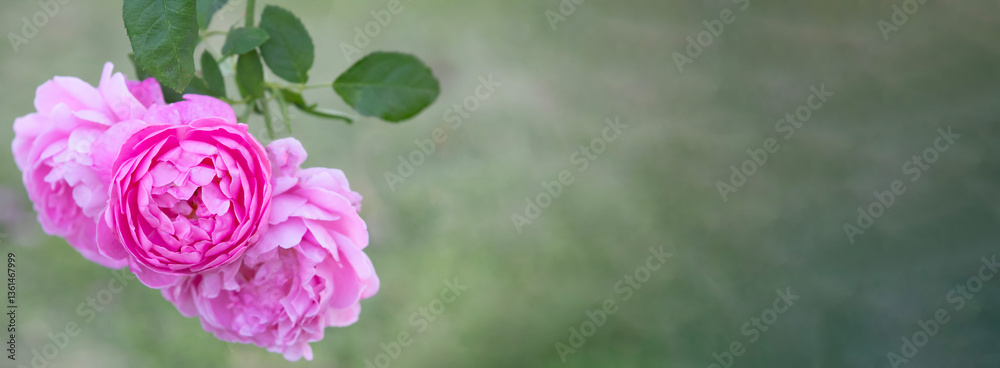 pink rose flower on blur background, Horizontal shape with space for design. Web banner.Website header
