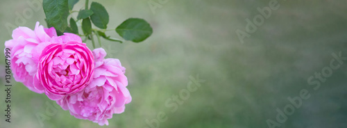 Obraz na płótnie pink rose flower on blur background, Horizontal shape with space for design. Web banner.Website header w salonie