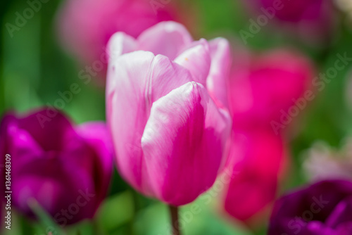 This is a tulip. The Spring flower.