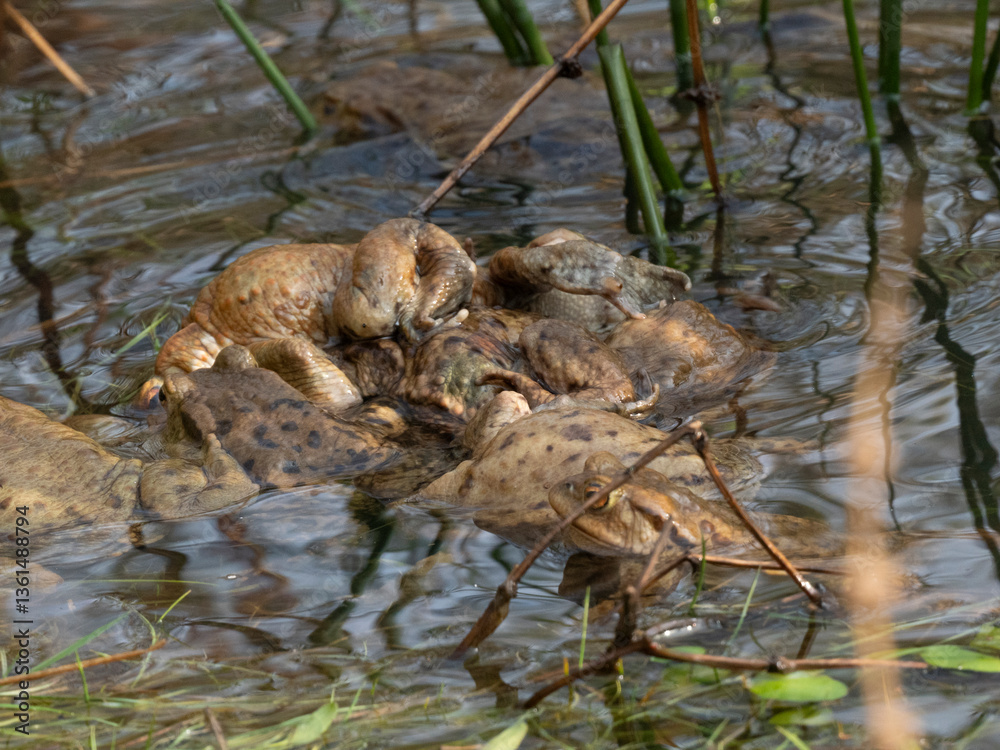 Erdkröte (Buso bufo Erdkröte (Buso bufo