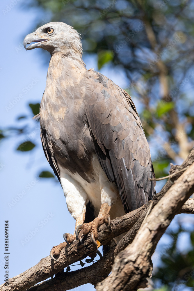 White-bellied Sea Eagle waiting at sun White-bellied Sea Eagle waiting at sun