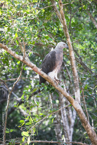 White-bellied Sea Eagle waiting in the forest