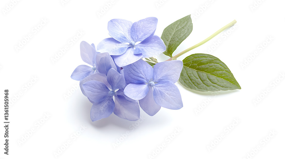 Naklejka premium A single flower with a green leaf is the main focus of the image