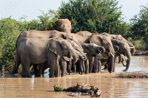 scenic african elephant herd drinking at south africa in madikwe game reserve