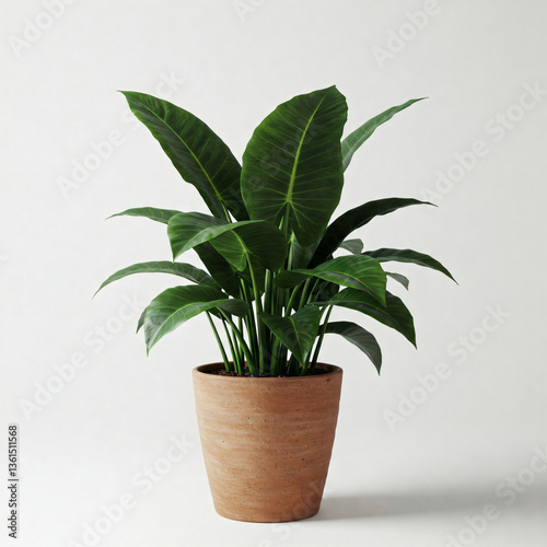 Wallpaper Mural Houseplant in a pot on a white background. 3d render Torontodigital.ca
