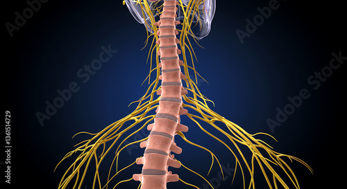 Spinal Cord Anatomy Illustration with Nerves and Vertebrae on Transparent Background photo