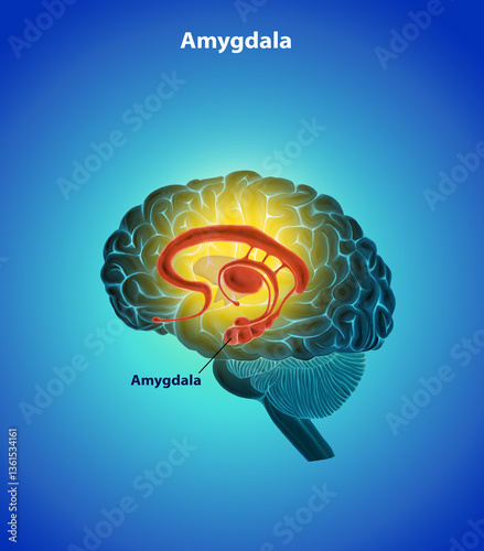 Amygdala Brain anatomy medical Blue illustration 