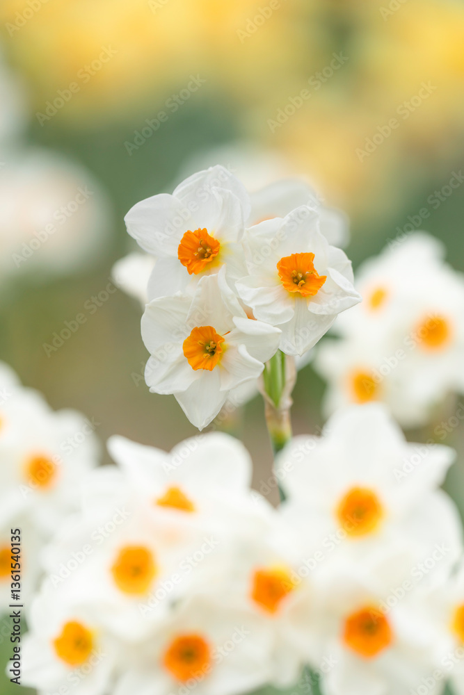 フサザキスイセンの花の背景素材 フサザキスイセンの花の背景素材