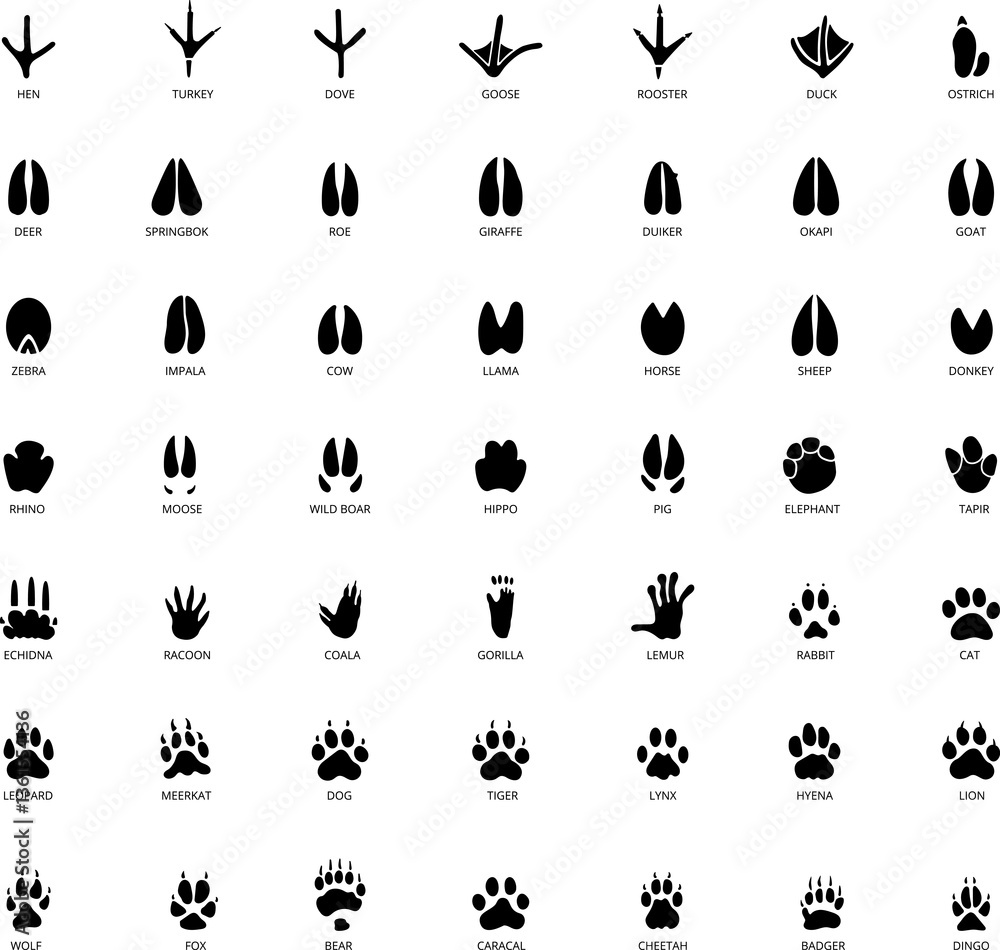 Paw vector foot trail print . Dog, cat, bear, wolf, chicken, cow, crocodile, donkey, duck, elephant and other silhouette animal. Paw print trail on transparent background. Paw vector foot trail print . Dog, cat, bear, wolf, chicken, cow, crocodile, donkey, duck, elephant and other silhouette animal. Paw print trail on transparent background.