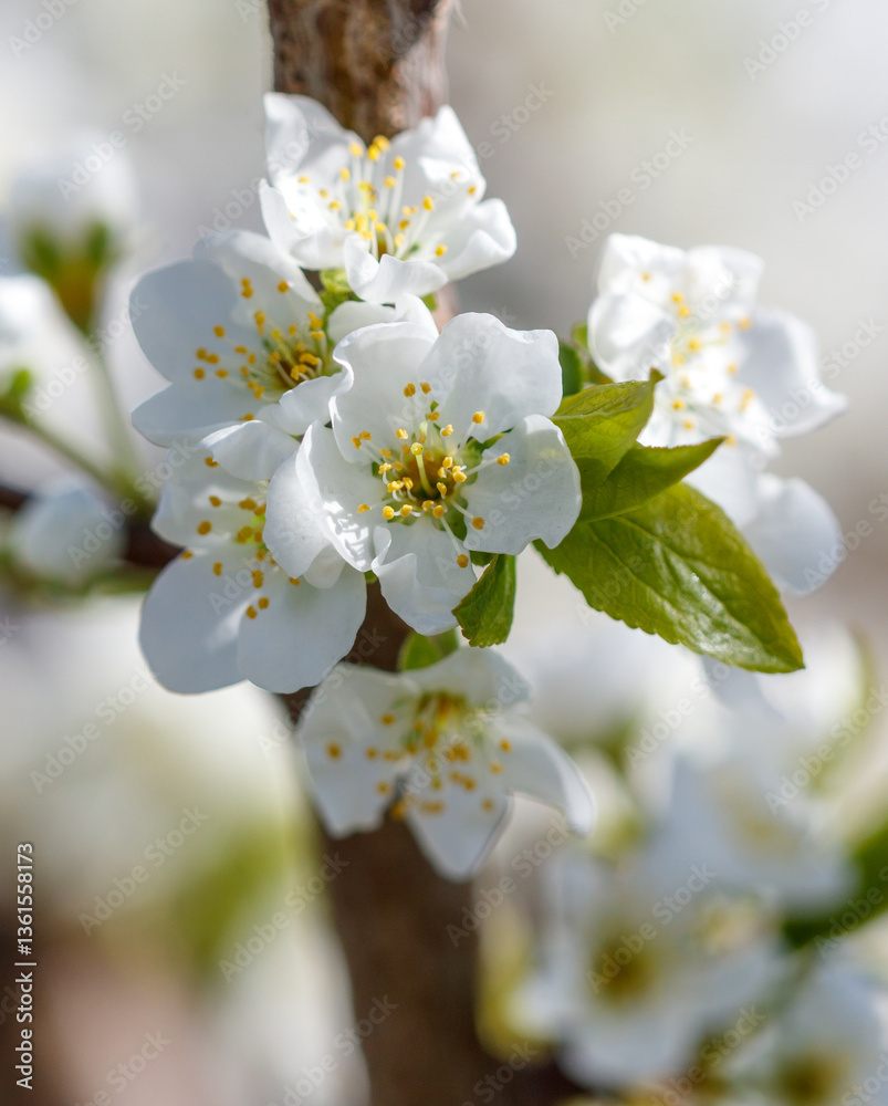 Obraz premium A white flower with yellow spots is blooming on a tree branch