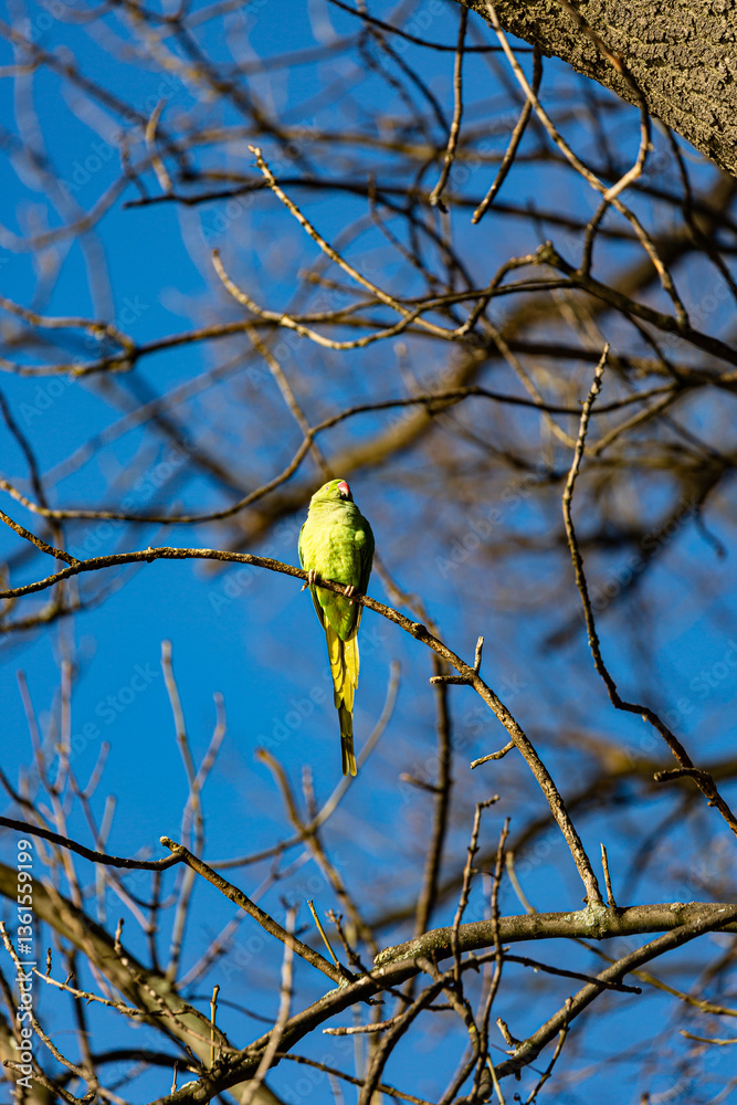 Yellow parrot on branch in winter