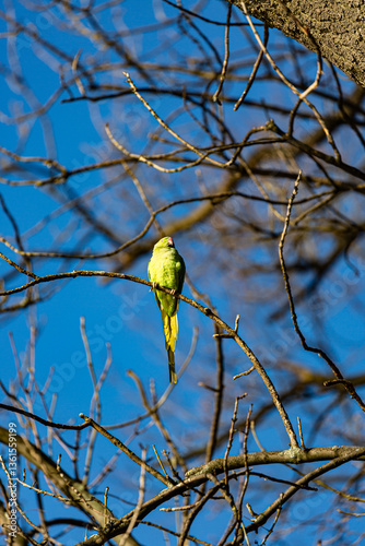 Obraz na płótnie Yellow parrot on branch in winter w salonie