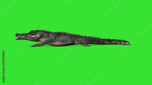 Left side walking of crocodile animal green screen or chroma key video clip motion art background animation