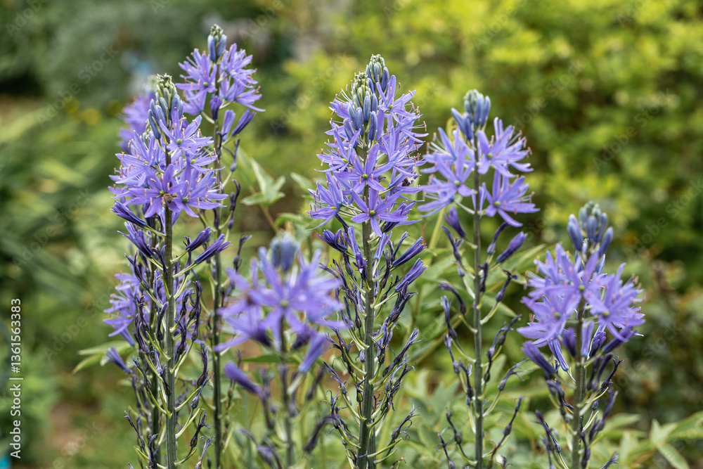 Obraz premium Camassia leichtlinii Caerulea flower in a garden