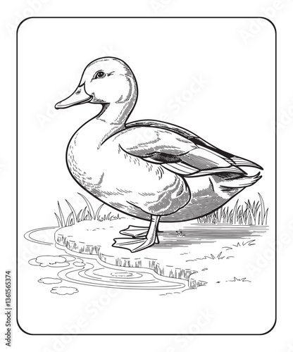 Duck coloring page for kids, black line art vector illustration on white background 