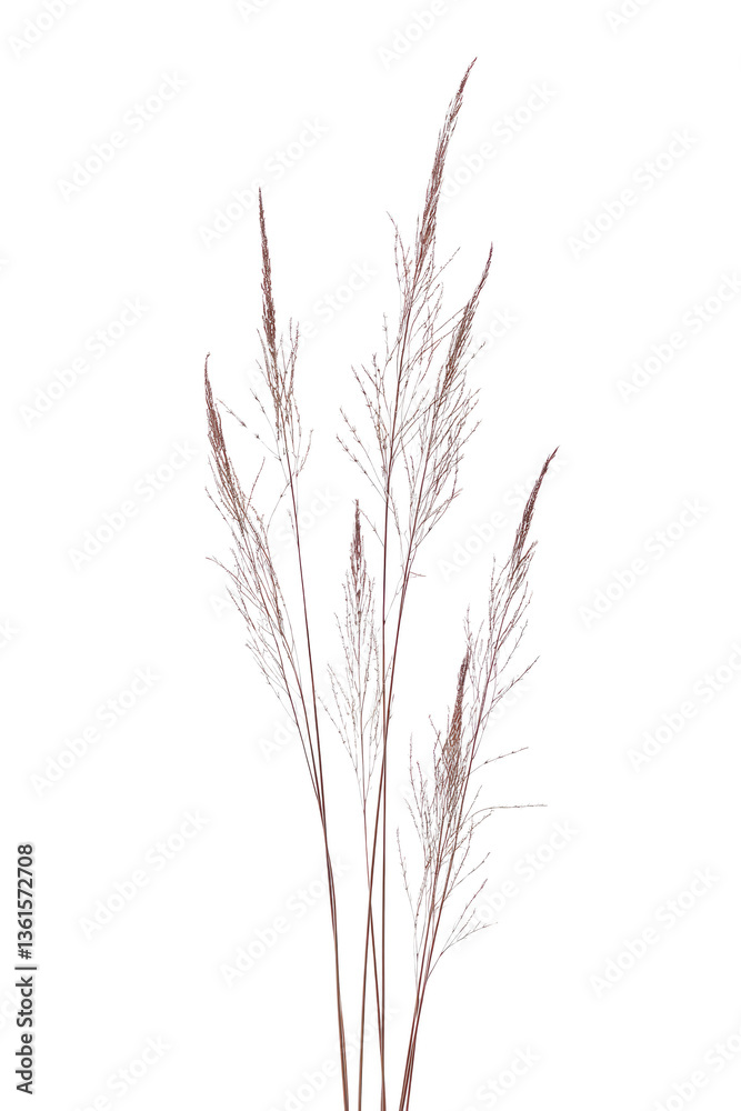 Fototapeta premium pampas grass isolated on white background