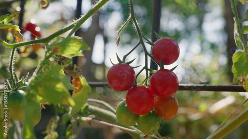 Tomatoes about to rot on the plant.